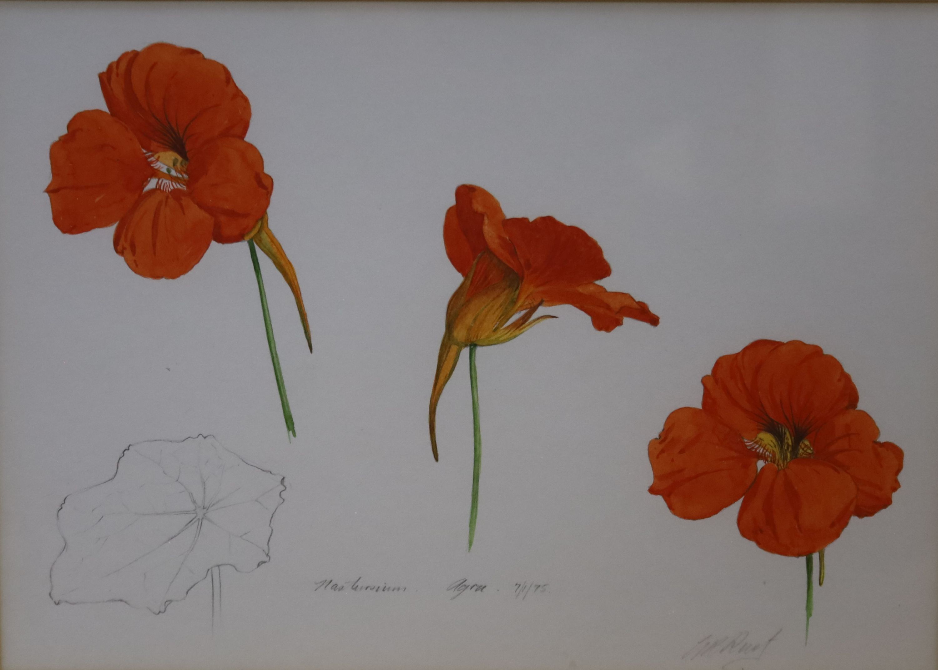 Graham Rust (1942-), pencil and watercolour, Nasturtium, Agra, 7/1/75, signed with Spink label verso, 14 x 20cm
